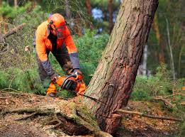 How Our Tree Care Process Works  in Cocoa Beach, FL