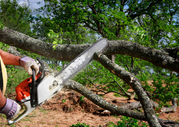 Lawn Watering Services in Cocoa Beach, FL